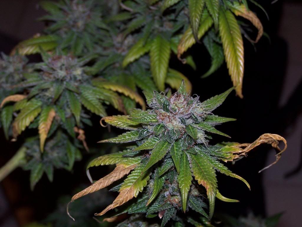 Some Bud Porn 4 Weeks From Harvest Grasscity Forums The